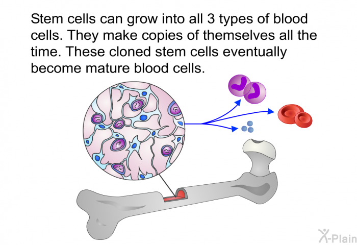 Stem cells can grow into all 3 types of blood cells. They make copies of themselves all the time. These cloned stem cells eventually become mature blood cells.