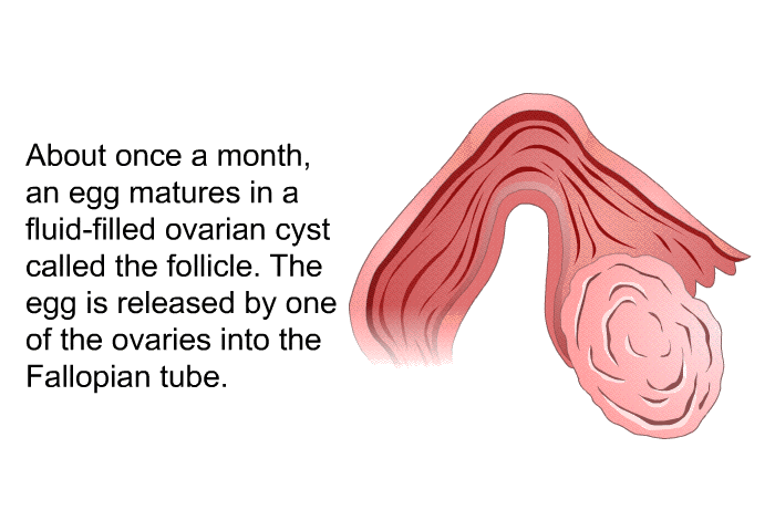 About once a month, an egg matures in a fluid-filled ovarian cyst called the follicle. The egg is released by one of the ovaries into the Fallopian tube.