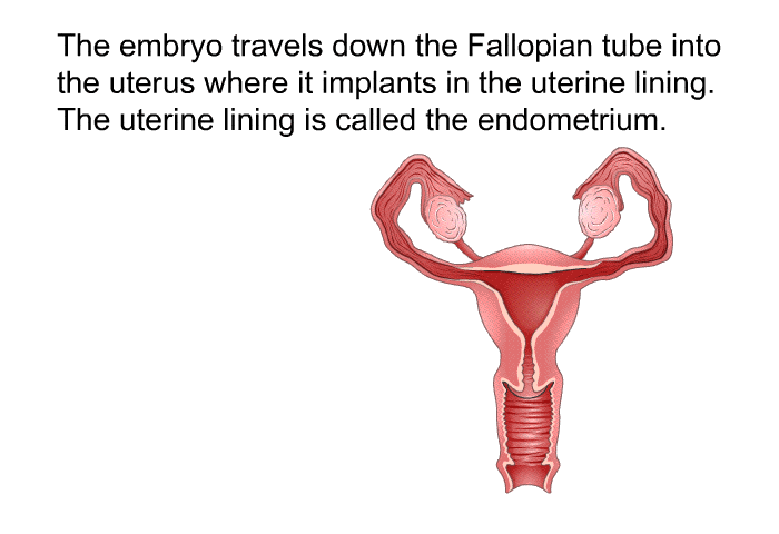 The embryo travels down the Fallopian tube into the uterus where it implants in the uterine lining. The uterine lining is called the endometrium.
