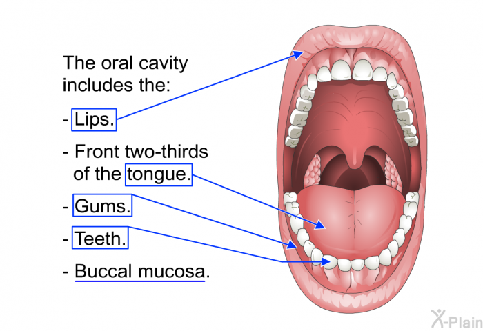 The oral cavity includes the:  Lips. Front two-thirds of the tongue. Gums. Teeth. Buccal mucosa.