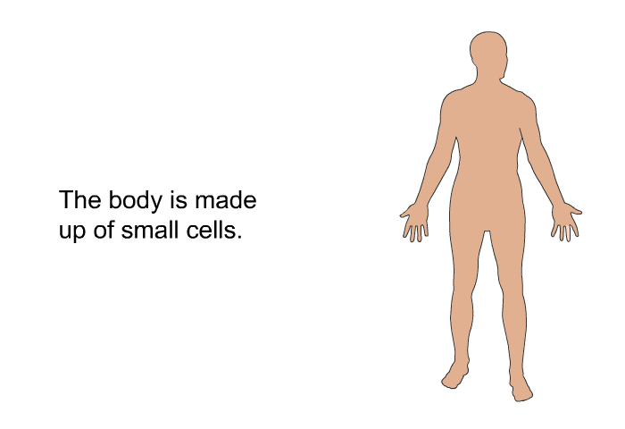 The body is made up of small cells.