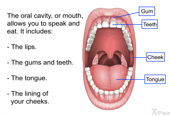 The oral cavity, or mouth, allows you to speak and eat. It includes:  The lips. The gums and teeth. The tongue. The lining of your cheeks.