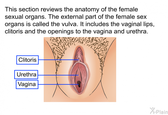 This section reviews the anatomy of the female sexual organs. The external part of the female sex organs is called the vulva. It includes the vaginal lips, clitoris and the openings to the vagina and urethra.
