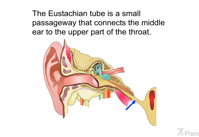 The Eustachian tube is a small passageway that connects the middle ear to the upper part of the throat.