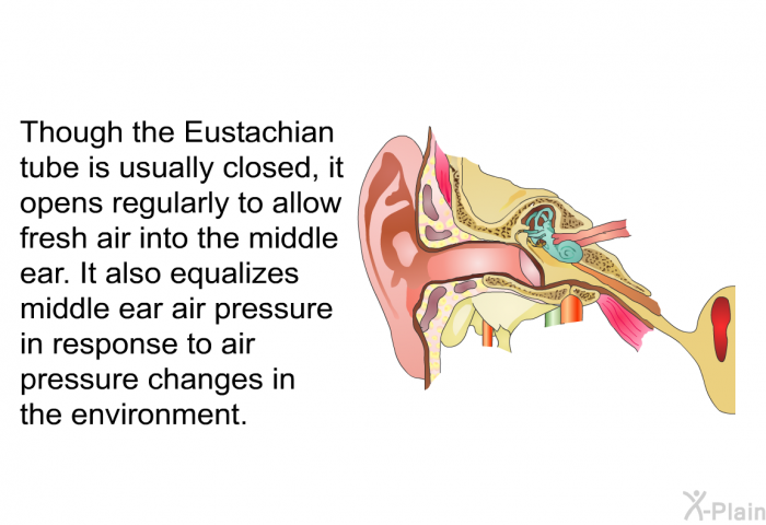 Though the Eustachian tube is usually closed, it opens regularly to allow fresh air into the middle ear. It also equalizes middle ear air pressure in response to air pressure changes in the environment.