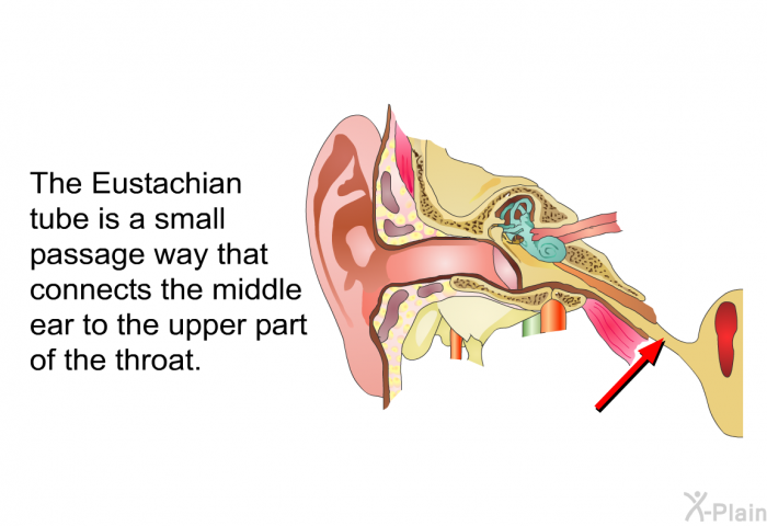 The Eustachian tube is a small passage way that connects the middle ear to the upper part of the throat.