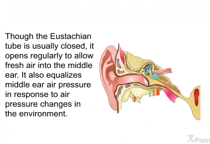 Though the Eustachian tube is usually closed, it opens regularly to allow fresh air into the middle ear. It also equalizes middle ear air pressure in response to air pressure changes in the environment.