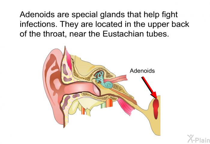 Adenoids are special glands that help fight infections. They are located in the upper back of the throat, near the Eustachian tubes.