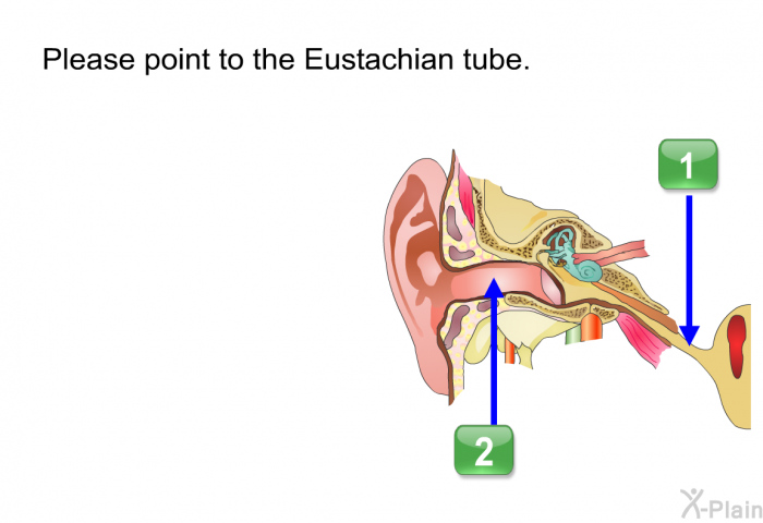 Please point to the Eustachian tube.