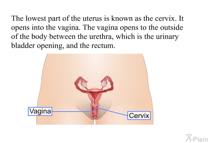 The lowest part of the uterus is known as the cervix. It opens into the vagina. The vagina opens to the outside of the body between the urethra, which is the urinary bladder opening, and the rectum.