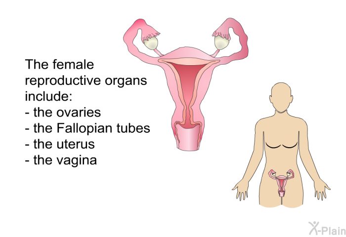 The female reproductive organs include   the ovaries the Fallopian tubes the uterus the vagina