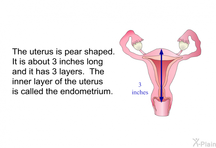 The uterus is pear shaped. It is about 3 inches long and it has 3 layers. The inner layer of the uterus is called the endometrium.