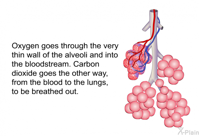 Oxygen goes through the very thin wall of the alveoli and into the bloodstream. Carbon dioxide goes the other way, from the blood to the lungs, to be breathed out.