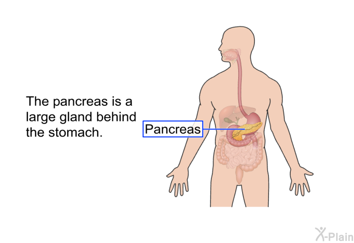 The pancreas is a large gland behind the stomach.