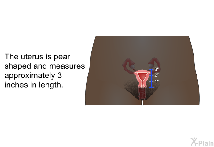 The uterus is pear shaped and measures approximately 3 inches in length.