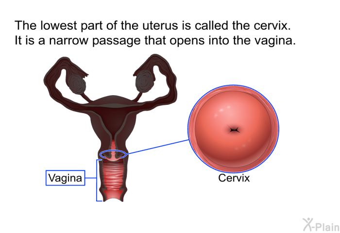 The lowest part of the uterus is called the cervix. It is a narrow passage that opens into the vagina.