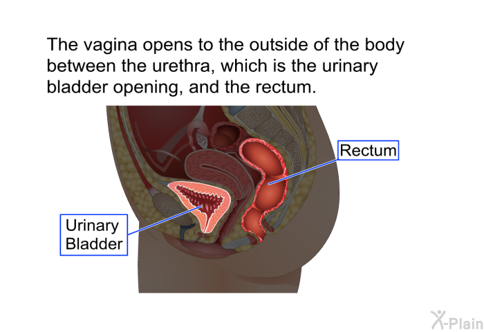 The vagina opens to the outside of the body between the urethra, which is the urinary bladder opening, and the rectum.