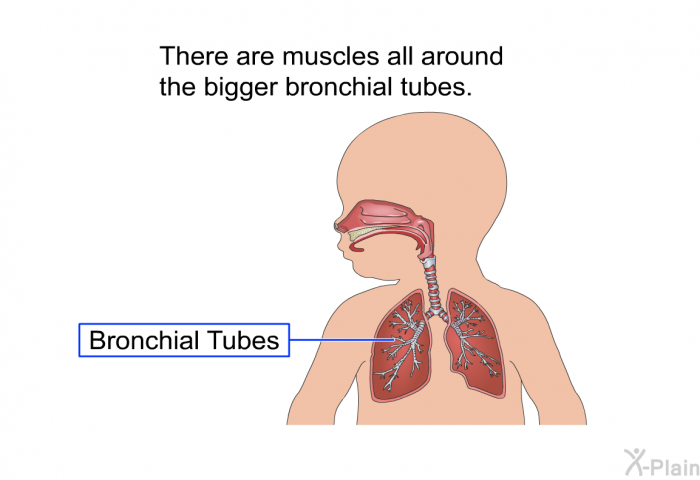 There are muscles all around the bigger bronchial tubes.