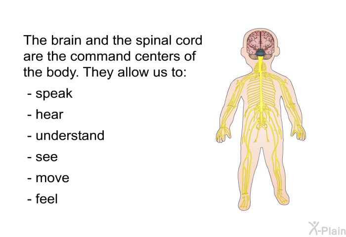 The brain and the spinal cord are the command centers of the body. They allow us to:  speak hear understand see move feel