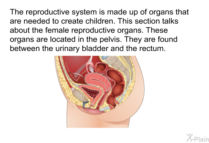 The reproductive system is made up of organs that are needed to create children. This section talks about the female reproductive organs. These organs are located in the pelvis. They are found between the urinary bladder and the rectum.