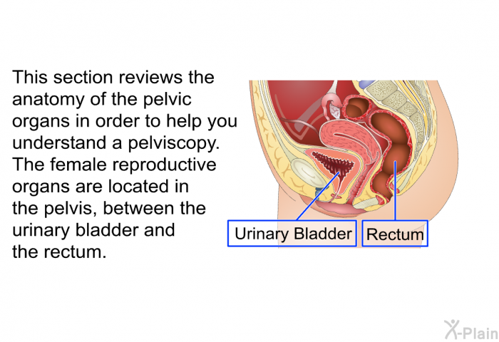 This section reviews the anatomy of the pelvic organs in order to help you understand a pelviscopy. The female reproductive organs are located in the pelvis, between the urinary bladder and the rectum.