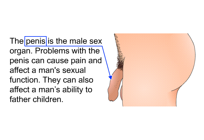 The penis is the male sex organ. Problems with the penis can cause pain and affect a man's sexual function. They can also affect a man's ability to father children.