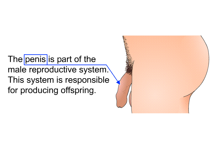 The penis is part of the male reproductive system. This system is responsible for producing offspring.