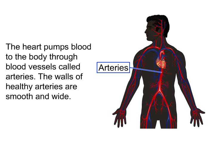 The heart pumps blood to the body through blood vessels called arteries. The walls of healthy arteries are smooth and wide.