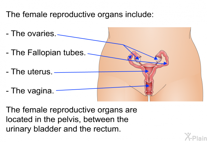 The female reproductive organs include:  The ovaries. The Fallopian tubes. The uterus. The vagina.  
 The female reproductive organs are located in the pelvis, between the urinary bladder and the rectum.