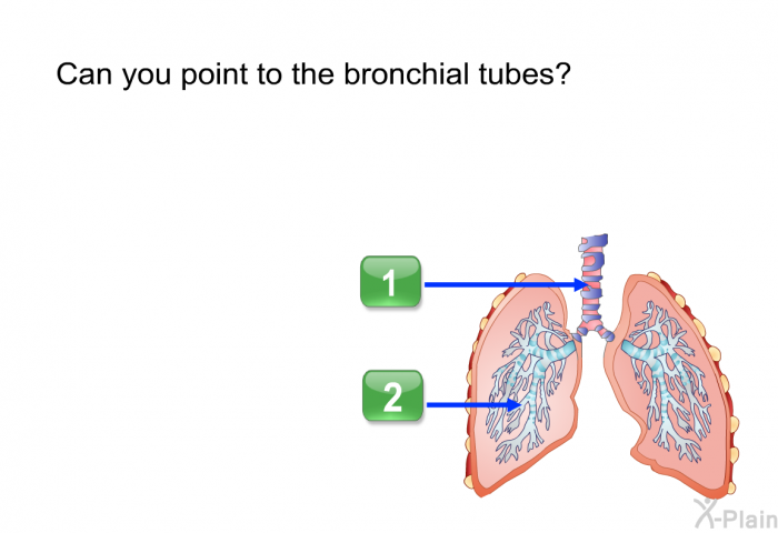 Can you point to the bronchial tubes? Choose one of the following options.