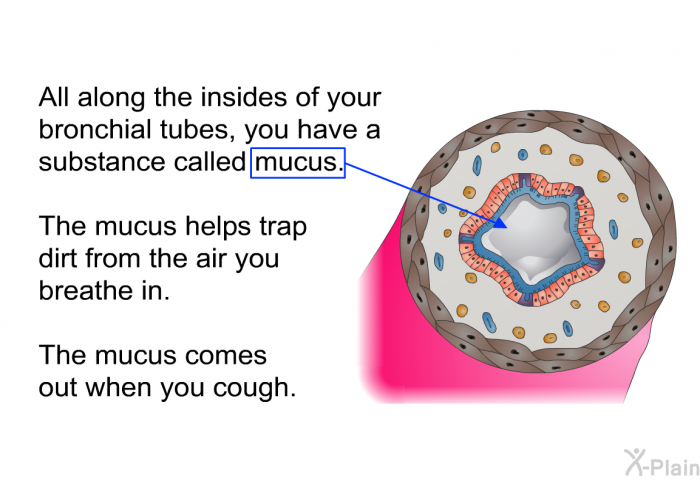 All along the insides of your bronchial tubes, you have a substance called mucus. The mucus helps trap dirt from the air you breathe in. The mucus comes out when you cough.