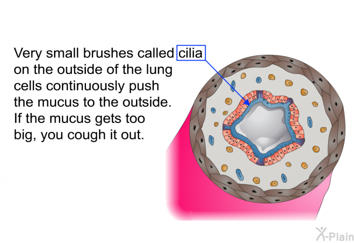 Very small brushes called cilia on the outside of the lung cells continuously push the mucus to the outside. If the mucus gets too big, you cough it out.