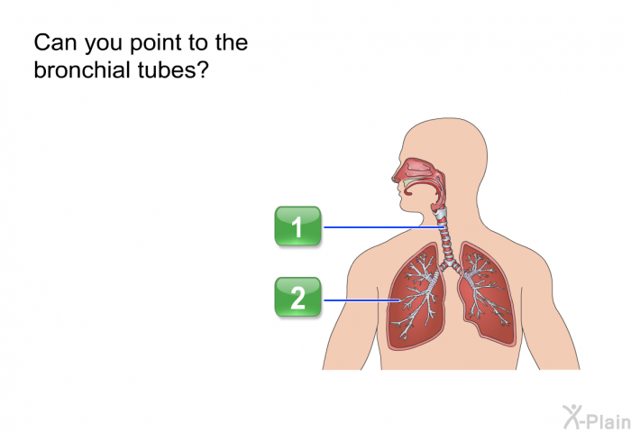 Can you point to the bronchial tubes?