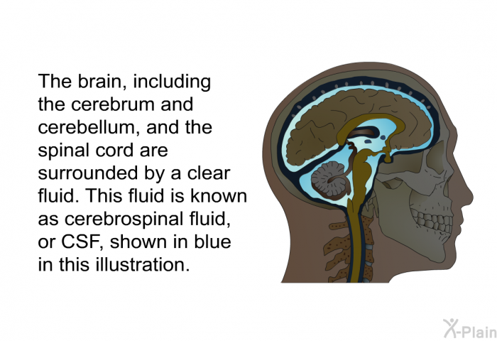 The brain, including the cerebrum and cerebellum, and the spinal cord are surrounded by a clear fluid. This fluid is known as cerebrospinal fluid, or CSF.