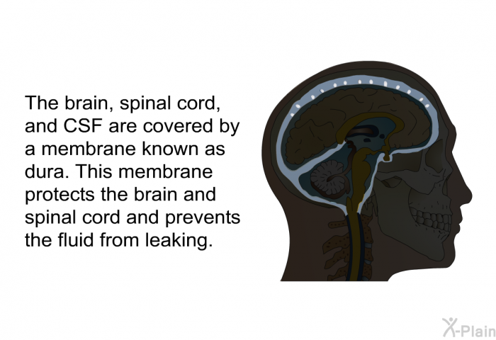 The brain, spinal cord, and CSF are covered by a membrane known as dura. This membrane protects the brain and spinal cord and prevents the fluid from leaking.