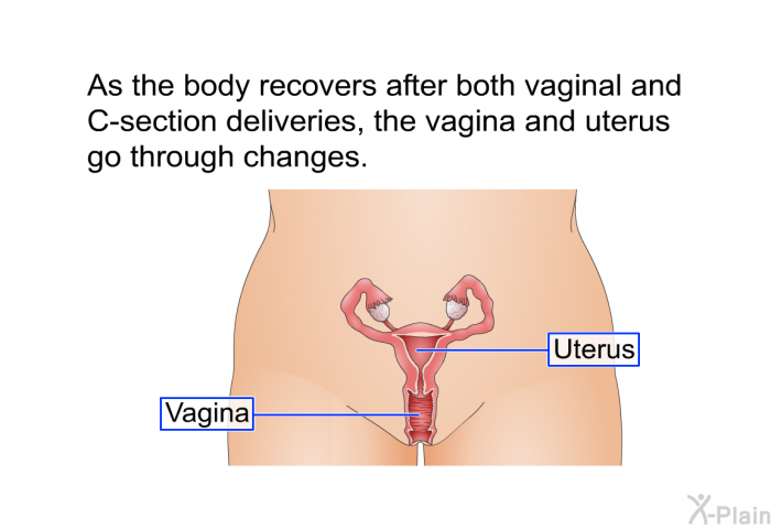 As the body recovers after both vaginal and C-section deliveries, the vagina and uterus go through changes.