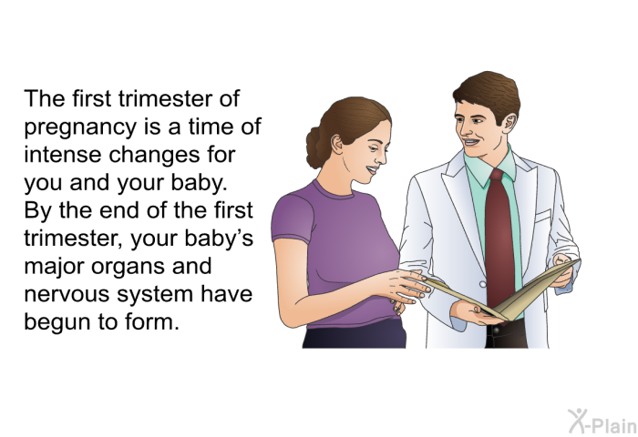 The first trimester of pregnancy is a time of intense changes for you and your baby. By the end of the first trimester, your baby's major organs and nervous system have begun to form.