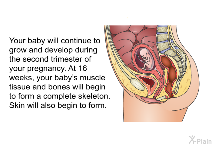Your baby will continue to grow and develop during the second trimester of your pregnancy. At 16 weeks, your baby's muscle tissue and bones will begin to form a complete skeleton. Skin will also begin to form.