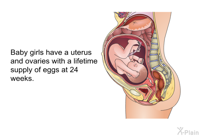 Baby girls have a uterus and ovaries with a lifetime supply of eggs at 24 weeks.