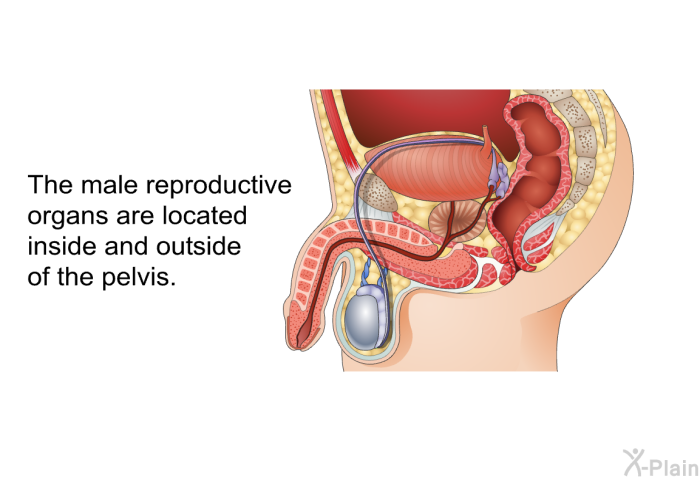 The male reproductive organs are located inside and outside of the pelvis.