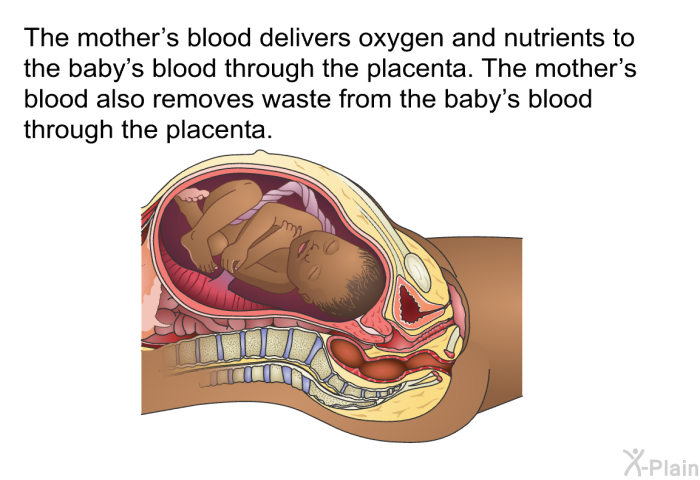 The mother's blood delivers oxygen and nutrients to the baby's blood through the placenta. The mother's blood also removes waste from the baby's blood through the placenta.