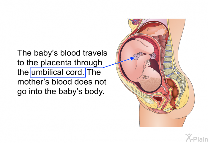 The baby's blood travels to the placenta through the umbilical cord. The mother's blood does not go into the baby's body.