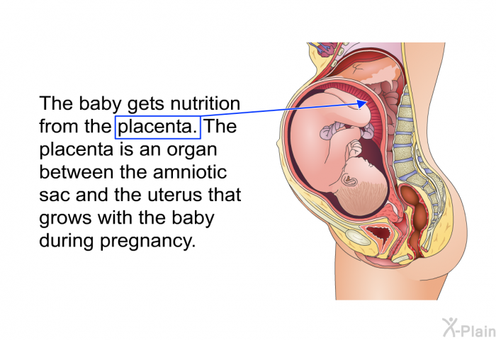 The baby gets nutrition from the placenta. The placenta is an organ between the amniotic sac and the uterus that grows with the baby during pregnancy.