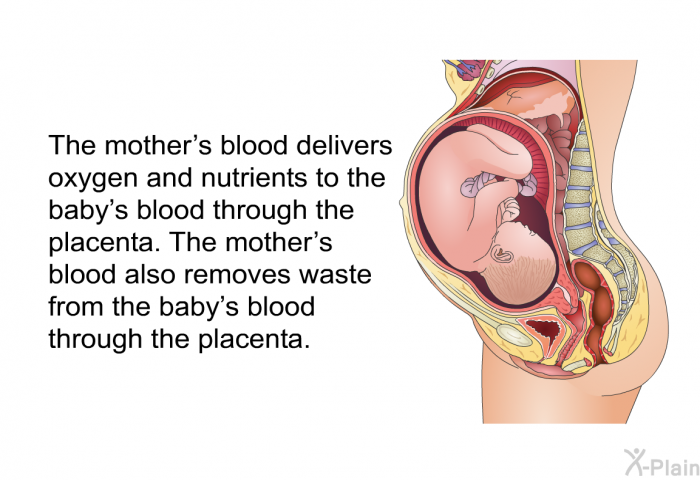 The mother's blood delivers oxygen and nutrients to the baby's blood through the placenta. The mother's blood also removes waste from the baby's blood through the placenta.