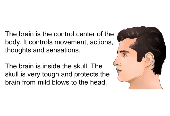 The brain is the control center of the body. It controls movement, actions, thoughts and sensations. The brain is inside the skull. The skull is very tough and protects the brain from mild blows to the head.