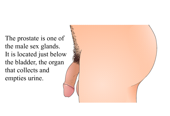 The prostate is one of the male sex glands. It is located just below the bladder, the organ that collects and empties urine.