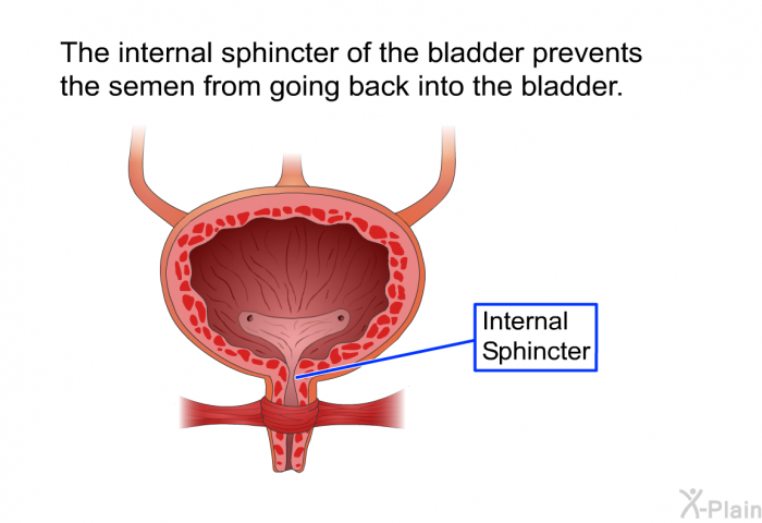 The internal sphincter of the bladder prevents the semen from going back into the bladder.