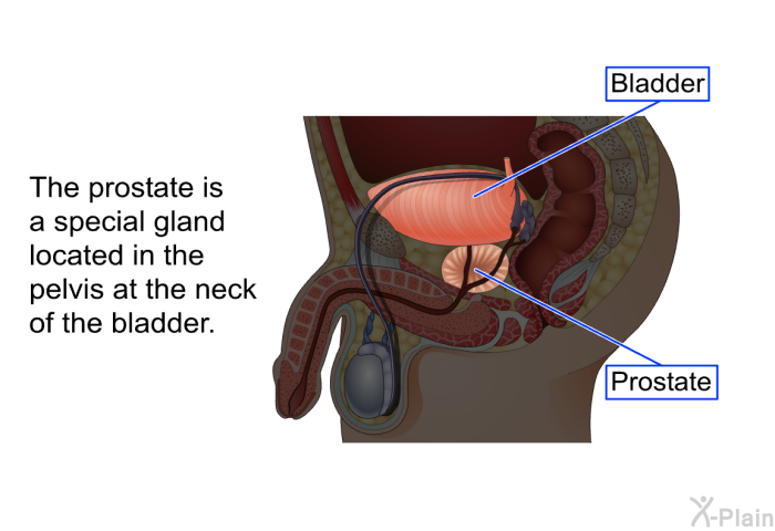 The prostate is a special gland located in the pelvis at the neck of the bladder.