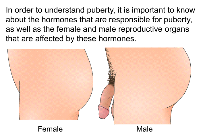 In order to understand puberty, it is important to know about the hormones that are responsible for puberty, as well as the female and male reproductive organs that are affected by these hormones.