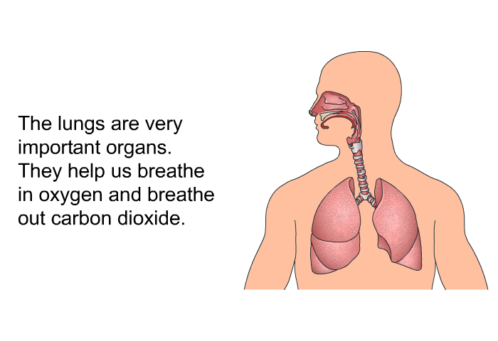 The lungs are very important organs. They help us breathe in oxygen and breathe out carbon dioxide.